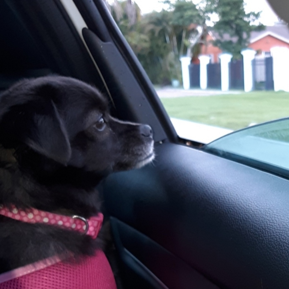Meet your Posher, Claudia